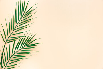 mock up of green leaves of a palm tree on a beige background. flat lay. minimalistic summer concept 