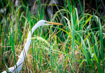 Ardea alba