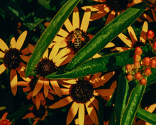 Yellow Black Eyed Susan Flowers Under Green Grass With One Bumblebee