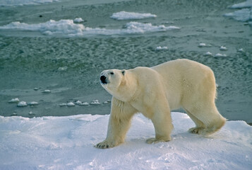 Poster - Large male polar bear at sea edge