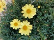 Glebionis segetum (syn. Chrysanthemum segetum) Common names include corn marigold and corn daisy.