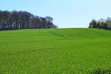 Wall Mural - sanfte Hügel der Vulkaneifel im Frühling