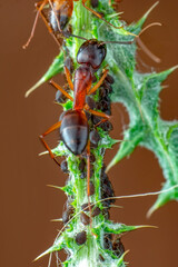 Wall Mural - That eats macro aphids of an ants on Silybum marianum (Milk Thistle) , Medical plants; pesticide-free biological pest control on natural enemies; organic farming concept