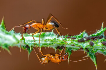 Wall Mural - That eats macro aphids of an ants on Silybum marianum (Milk Thistle) , Medical plants; pesticide-free biological pest control on natural enemies; organic farming concept