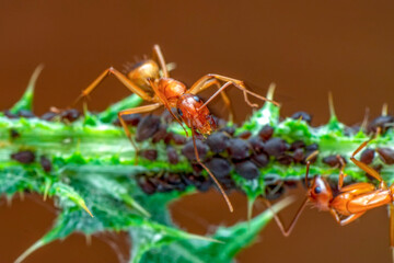 Wall Mural - That eats macro aphids of an ants on Silybum marianum (Milk Thistle) , 
Medical plants; pesticide-free biological pest control on natural enemies; organic farming concept
