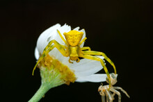 Macro Of Yellow Crab Spider (Misumena Vatia) On Petal Daisy Flower