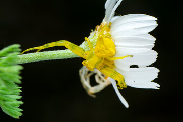 Macro of yellow crab spider (Misumena vatia) on petal daisy flower