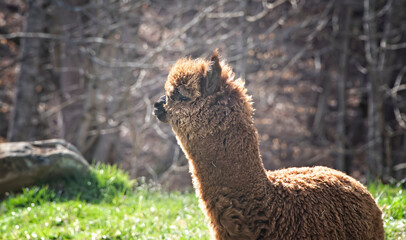 Wall Mural - Young, alert and  furry alpaca