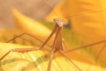 praying mantis