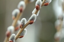 Willow Branches With Fluffy Catkins Close-up Outdoors. The Symbol Of Easter And Palm Sunday. Fluffy Silver-pink Pussy Willow Earrings.