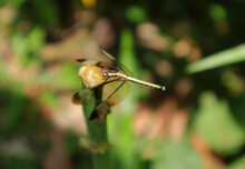 Overhead View Of A Golden Yellow Color Skimmer Dragonfly Perched On Top Of A Green Stick