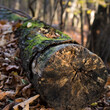 stary, ścięty pień drzewa, porośnięty mchem leżący wśród suchych liści w lesie
