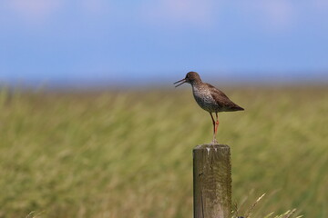 Canvas Print - redshank