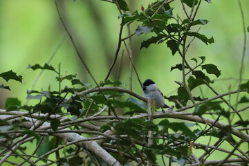 Wall Mural - willow tit