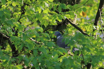 Poster - wood pigeon