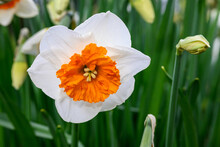 Cheerful White And Orange Blooming Daffodil Welcoming Spring In The Garden
