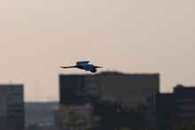 Great White Egret Soaring Past Office Buildings In Dallas