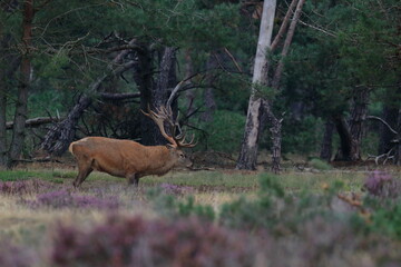 Wall Mural - red deer