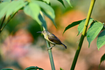 Wall Mural - Brown-throated sunbird on tree