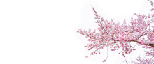 Sakura (Cherry Blossom) Blooming Isolated White Background, Copy Space.