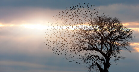 Aufkleber - Silhouette of birds flying over lone dead tree at sunset