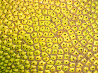 Close up green skin jackfruit texture background tropical fruit