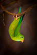 vernal hanging-parrot head down