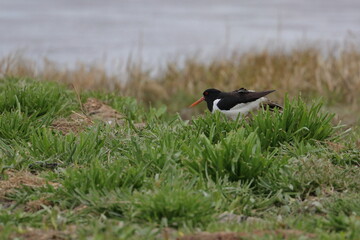 Poster - oystercatcher