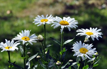 Canvas Print - Margeriten