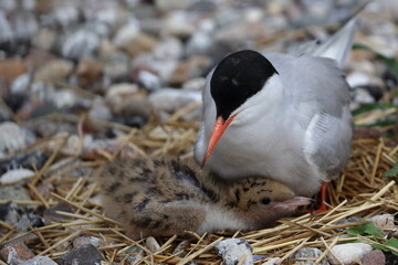 Poster - breeding seabird