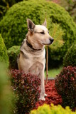 Fototapeta Na ścianę - Pies siedzący na trawie w ogrodzie
