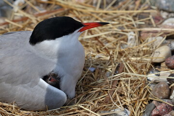 Canvas Print - common tern mother