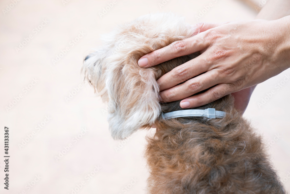 woman wearing a collar band for dog, kill and repel tick and flea - obrazy, fototapety, plakaty 