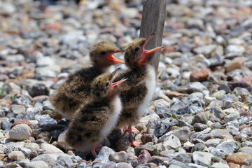 Canvas Print - common tern chicks