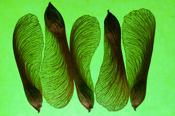 Five flying seeds in green backlight lighting macro view