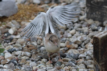 Canvas Print - common tern chick