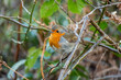 European robin red breast bird sitting perched in a tree in a woodland