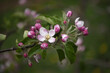 fiori melo mele primavera 