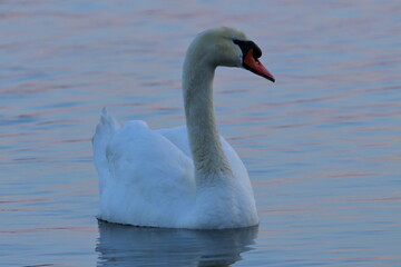 Wall Mural - mute swan