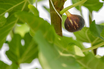 Wall Mural - Close up of fig fruit get ripe on the branch of a fig tree in greenhouse