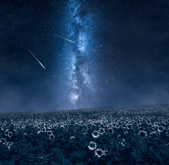Wall Mural - agriculture by night in poland. milky way over sunflower field.