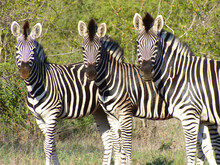Three Wild Zebras In South Africa Lined Up In The Same Position Looking To The Camera. 
