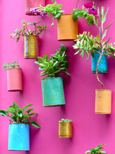 Colorful Painted Cans With Plants Hanging On A Pink Wall.