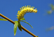 Male Flower Buds Of Weeping Willow