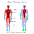 Human body temperature. Core falling from high temperature towards the limbs. 37 degrees celsius, core.  Thermal camera. Man thermographic illustration Vector