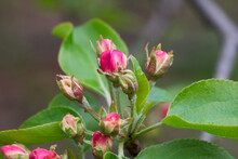 apple flowers buds on twig closeup selective focus