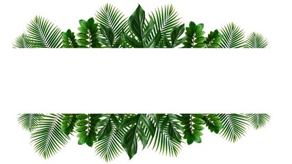 Wall Mural - Tropical green leaf frame on white background animation pattern background