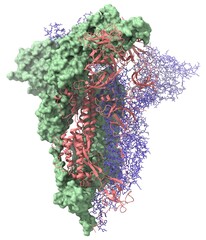 Wall Mural - SARS-CoV-2 spike protein (closed configuration, side view)