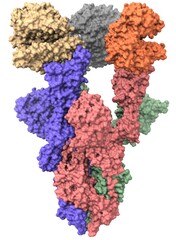 Wall Mural - SARS-CoV-2 spike protein ACE2 complex (open configuration, side view)