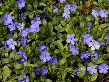 Blue Flowers Of Vinca Minor Plant Close Up